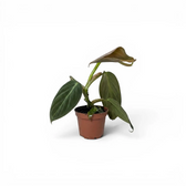 Philodendron gigas baby plant in a nursery pot.