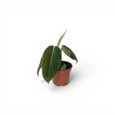 Philodendron gigas baby plant in a nursery pot.