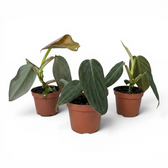 Three Philodendron gigas baby plants in nursery pots.