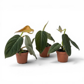 Three Philodendron gigas baby plants in nursery pots.