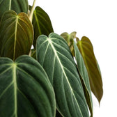 Close-up of Philodendron gigas leaves.