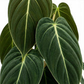 Close-up of Philodendron gigas leaves.