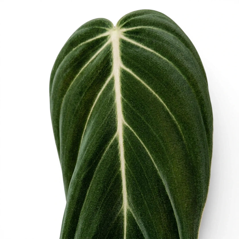 Close-up of Philodendron gigas leaves.