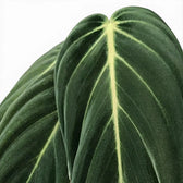 Close-up of Philodendron gigas leaves.