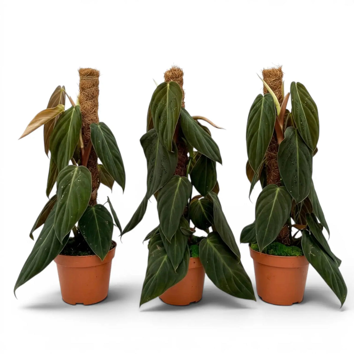 Three large Philodendron gigas plants.