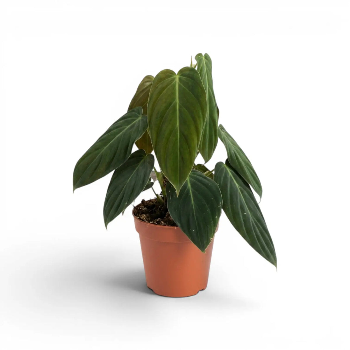 Philodendron gigas plant in a nursery pot.