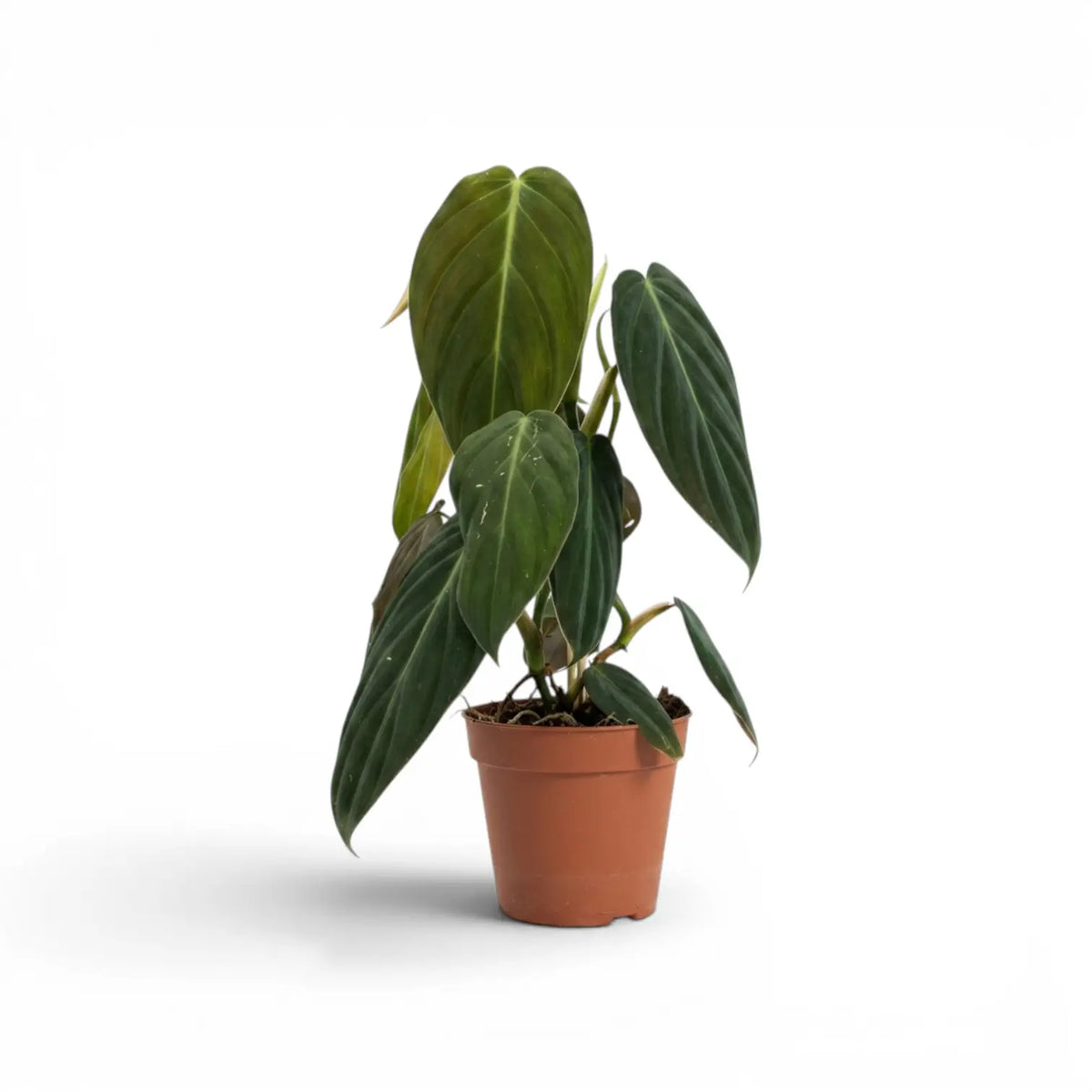 Philodendron gigas plant in a nursery pot.