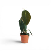 Philodendron gigas plant in a nursery pot.