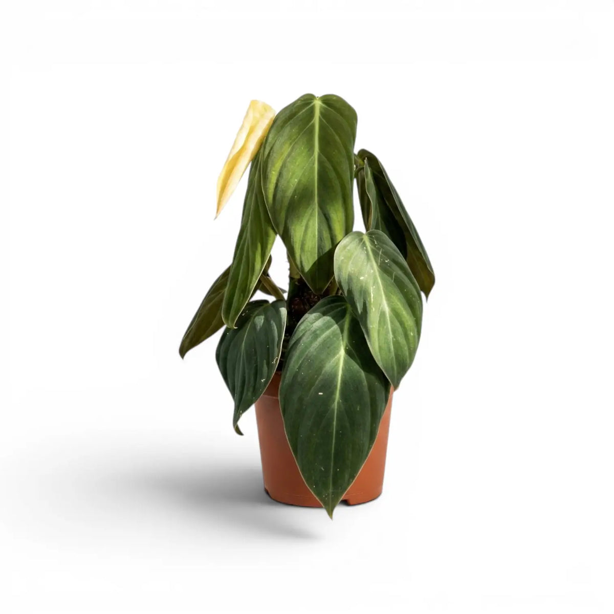 Philodendron gigas plant in a nursery pot.