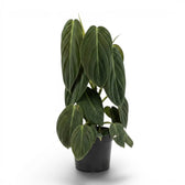 Philodendron gigas plant in a nursery pot.