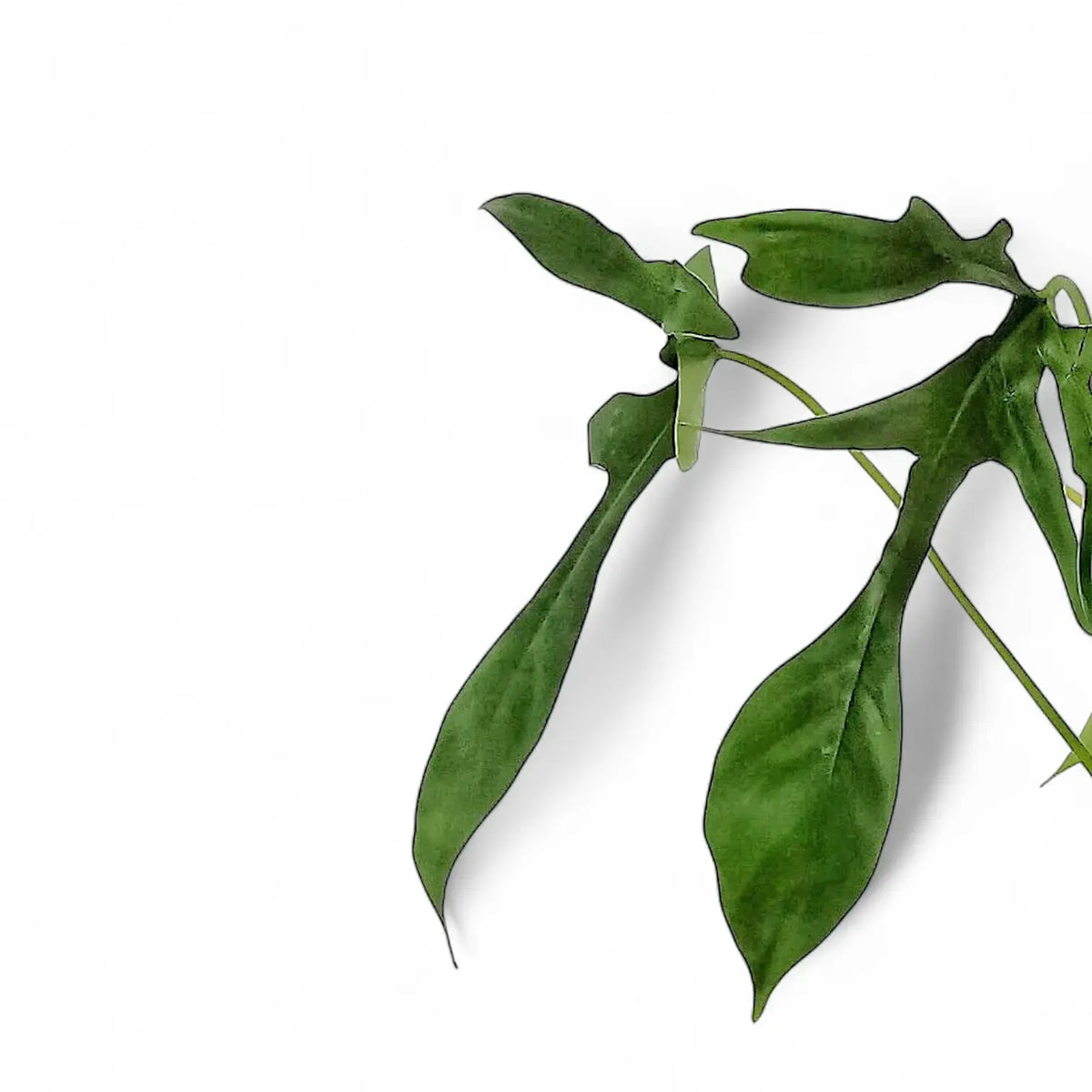 Philodendron 'Glad hands' (quercifolium) leaf detail on white background.