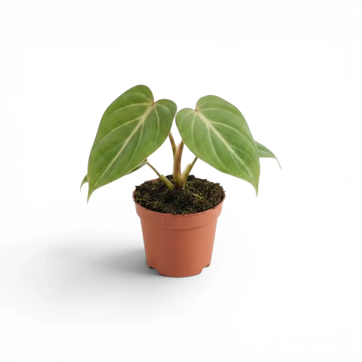 Philodendron gloriosum baby plant in a nursery pot