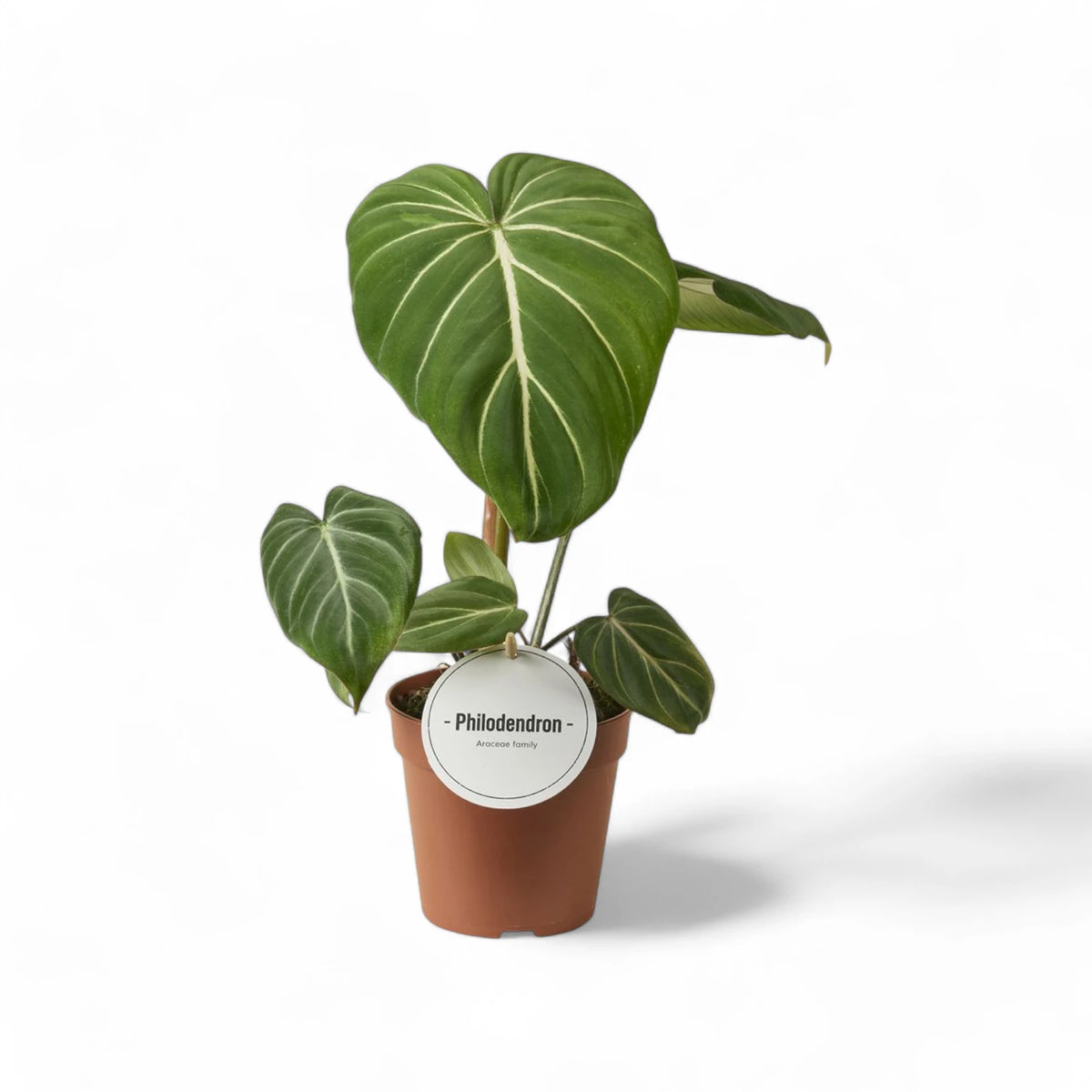 Philodendron gloriosum dark form potted plant in nursery pot on white background.