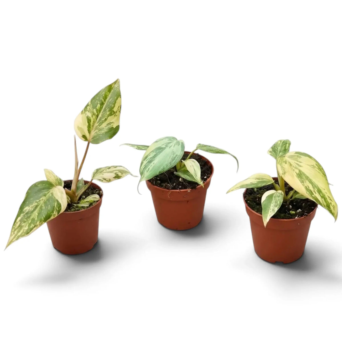 Philodendron gloriosum variegata baby plant with velvet leaves and irregular pale variegation