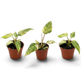 Philodendron gloriosum variegata baby plant with velvet leaves and irregular pale variegation