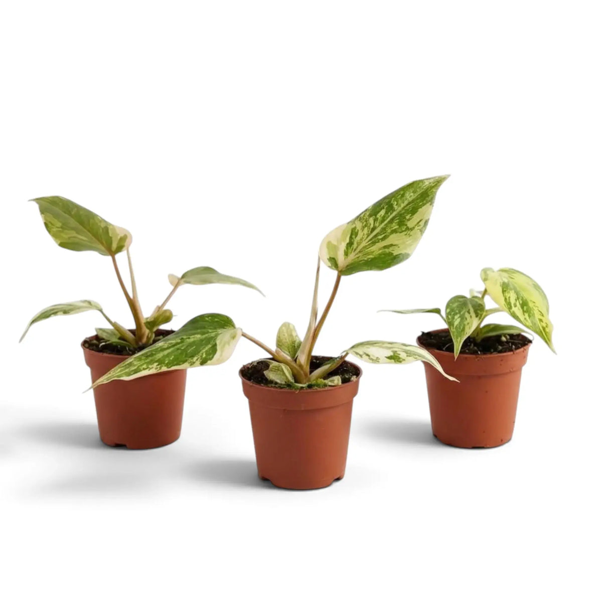 Philodendron gloriosum variegata baby plant with velvet leaves and irregular pale variegation