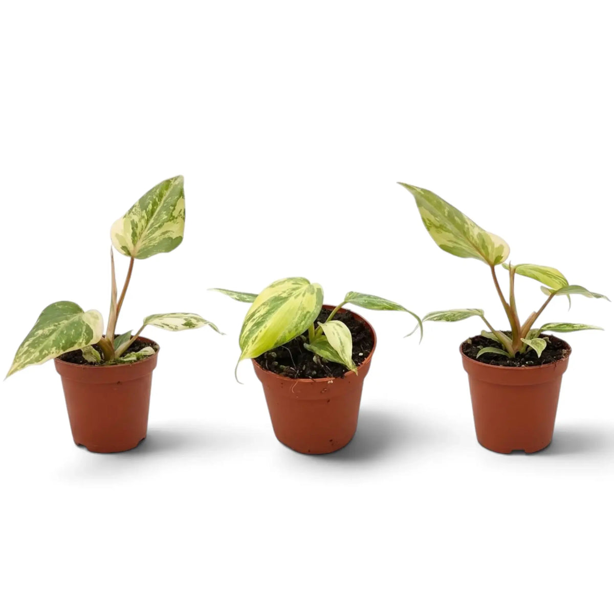 Philodendron gloriosum variegata baby plant with velvet leaves and irregular pale variegation
