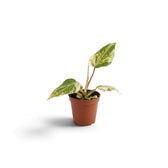 Philodendron gloriosum variegata baby plant with velvet leaves and irregular pale variegation