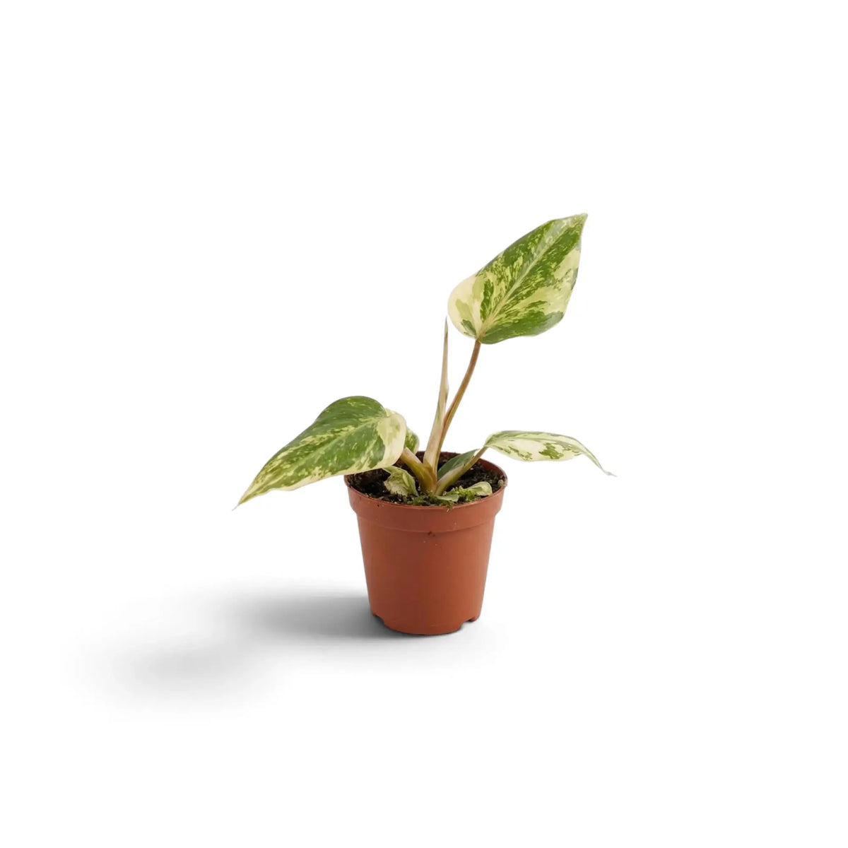 Philodendron gloriosum variegata baby plant with velvet leaves and irregular pale variegation