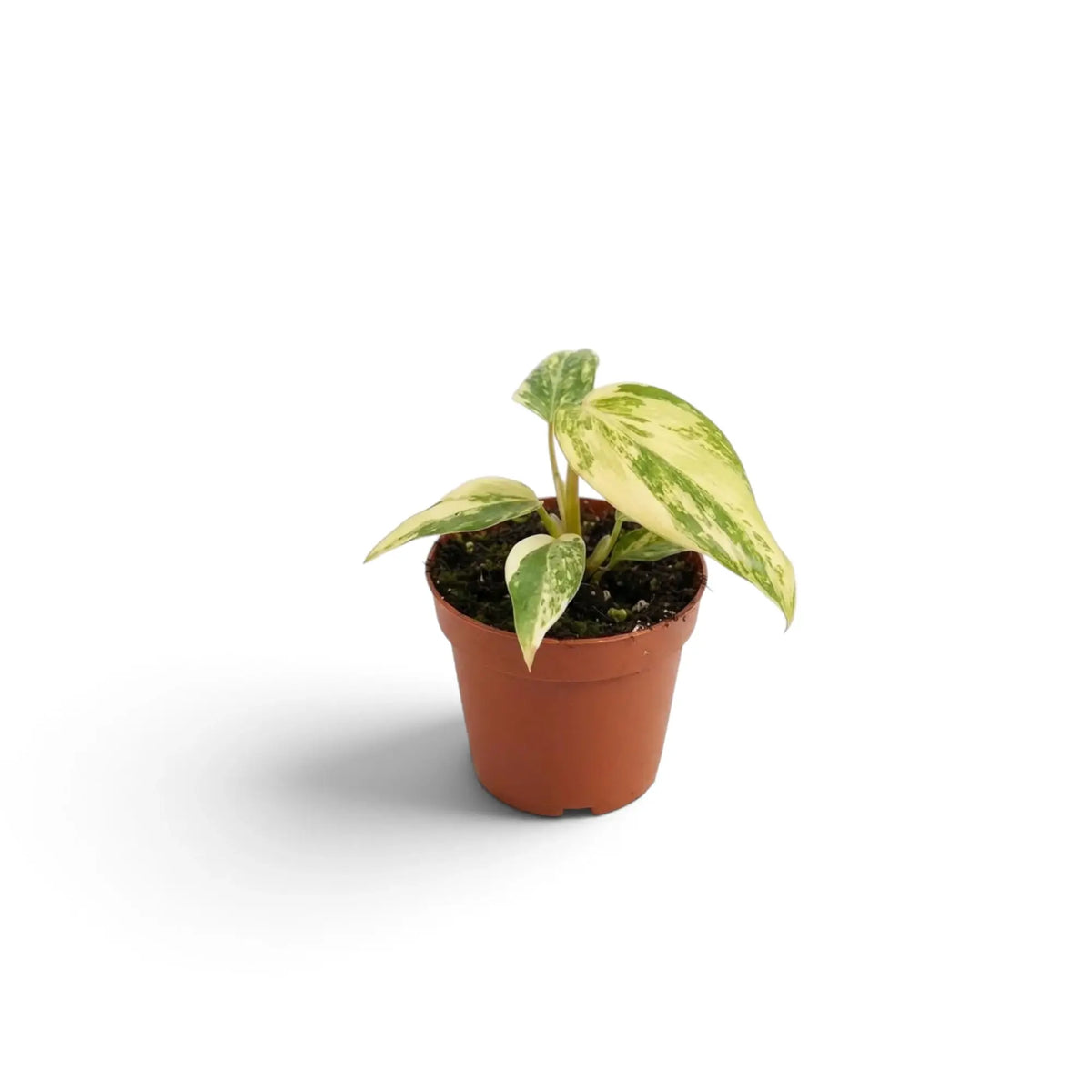 Philodendron gloriosum variegata baby plant with velvet leaves and irregular pale variegation