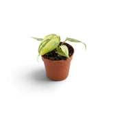 Philodendron gloriosum variegata baby plant with velvet leaves and irregular pale variegation