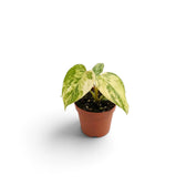Philodendron gloriosum variegata baby plant with velvet leaves and irregular pale variegation