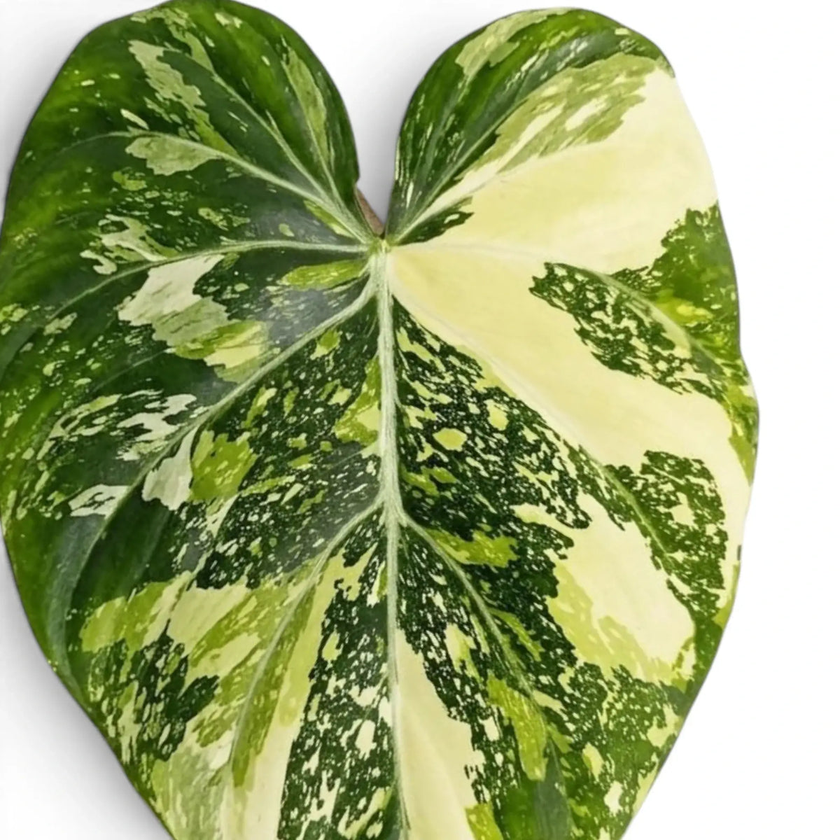 Velvet heart-shaped leaf of Philodendron gloriosum variegata with irregular pale variegation