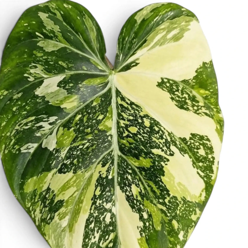 Velvet heart-shaped leaf of Philodendron gloriosum variegata with irregular pale variegation