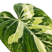 Velvet heart-shaped leaf of Philodendron gloriosum variegata with irregular pale variegation