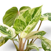 Velvet heart-shaped leaf of Philodendron gloriosum variegata with irregular pale variegation