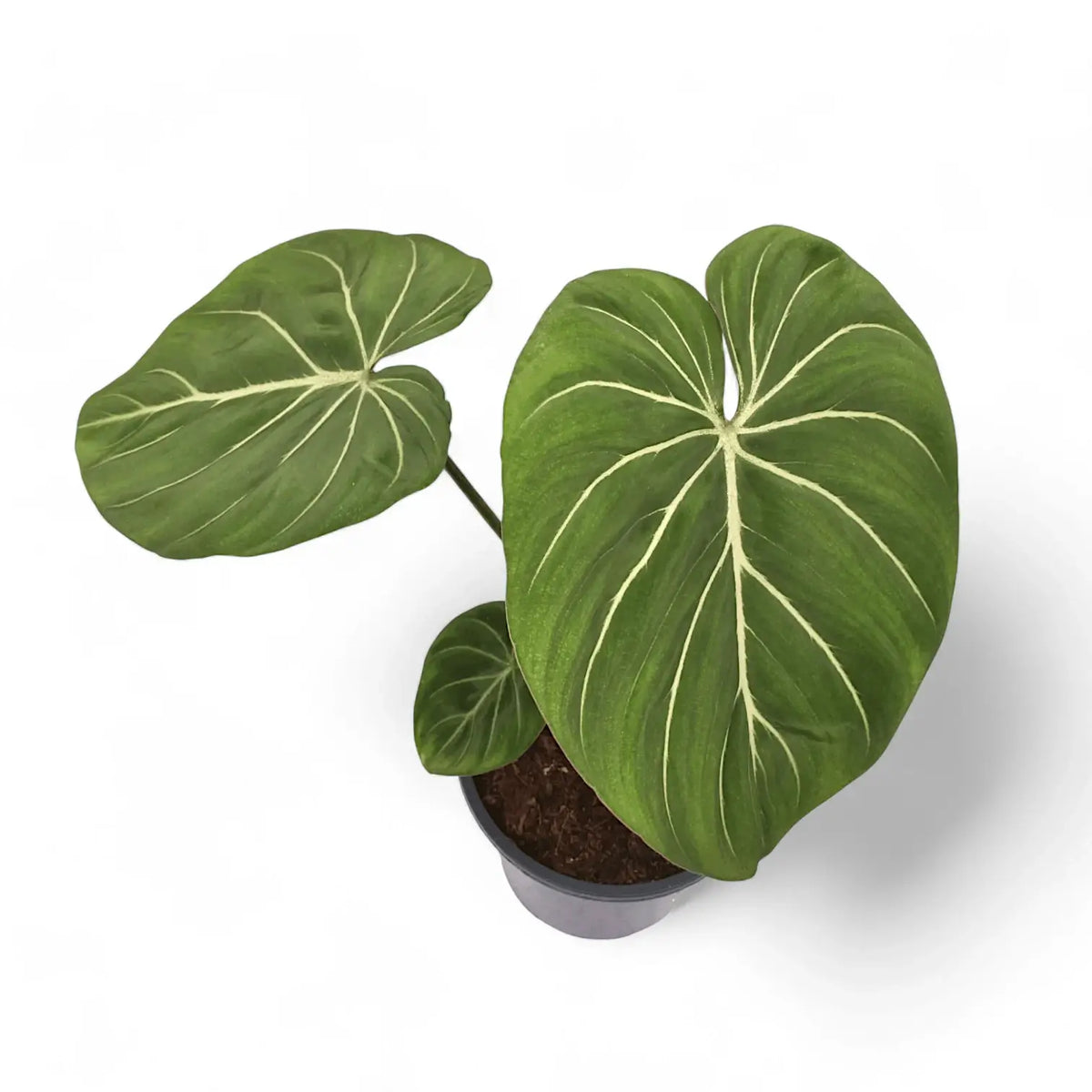 Philodendron gloriosum 'Zebra' Zimmerpflanze im Anzuchttopf vor weißem Hintergrund, Produktfoto 2.
