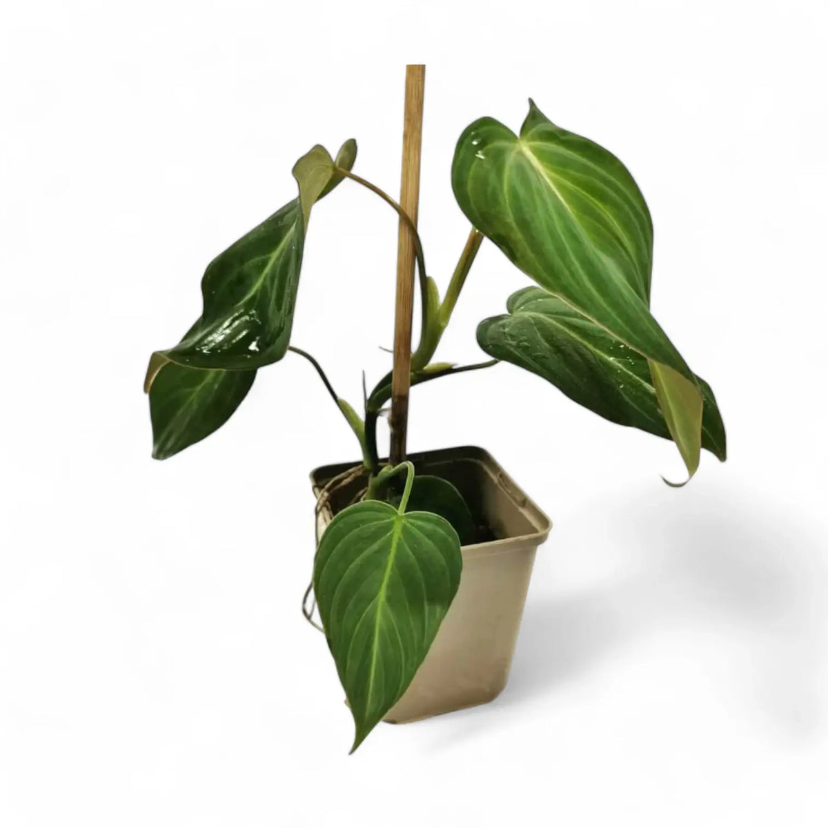 Philodendron 'Glorious' (gloriosum x melanochrysum) Zimmerpflanze im Anzuchttopf vor weißem Hintergrund, Produktfoto 3.