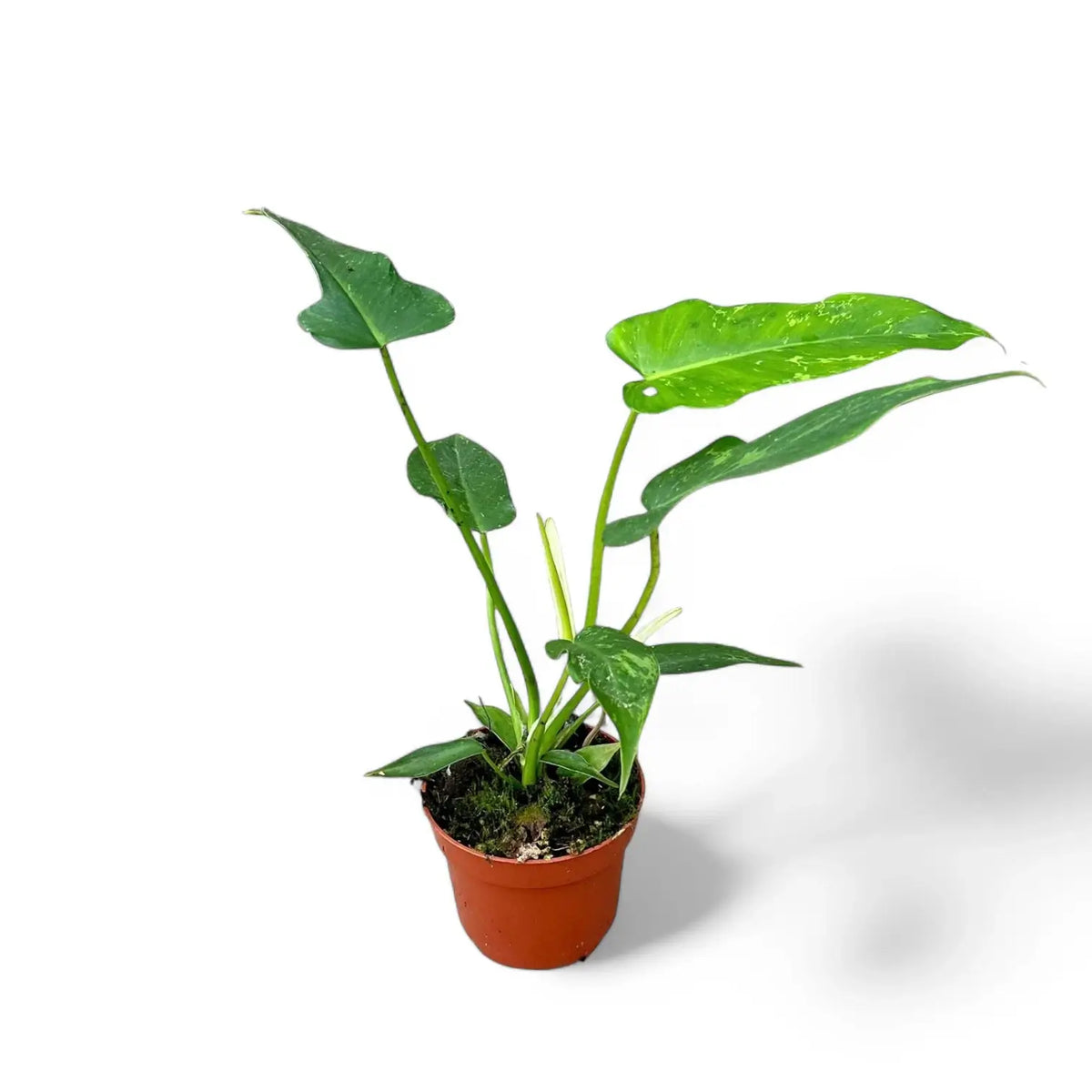 Philodendron 'Golden dragon' ('Lime Fiddle') Zimmerpflanze im Anzuchttopf vor weißem Hintergrund, Produktfoto 3.