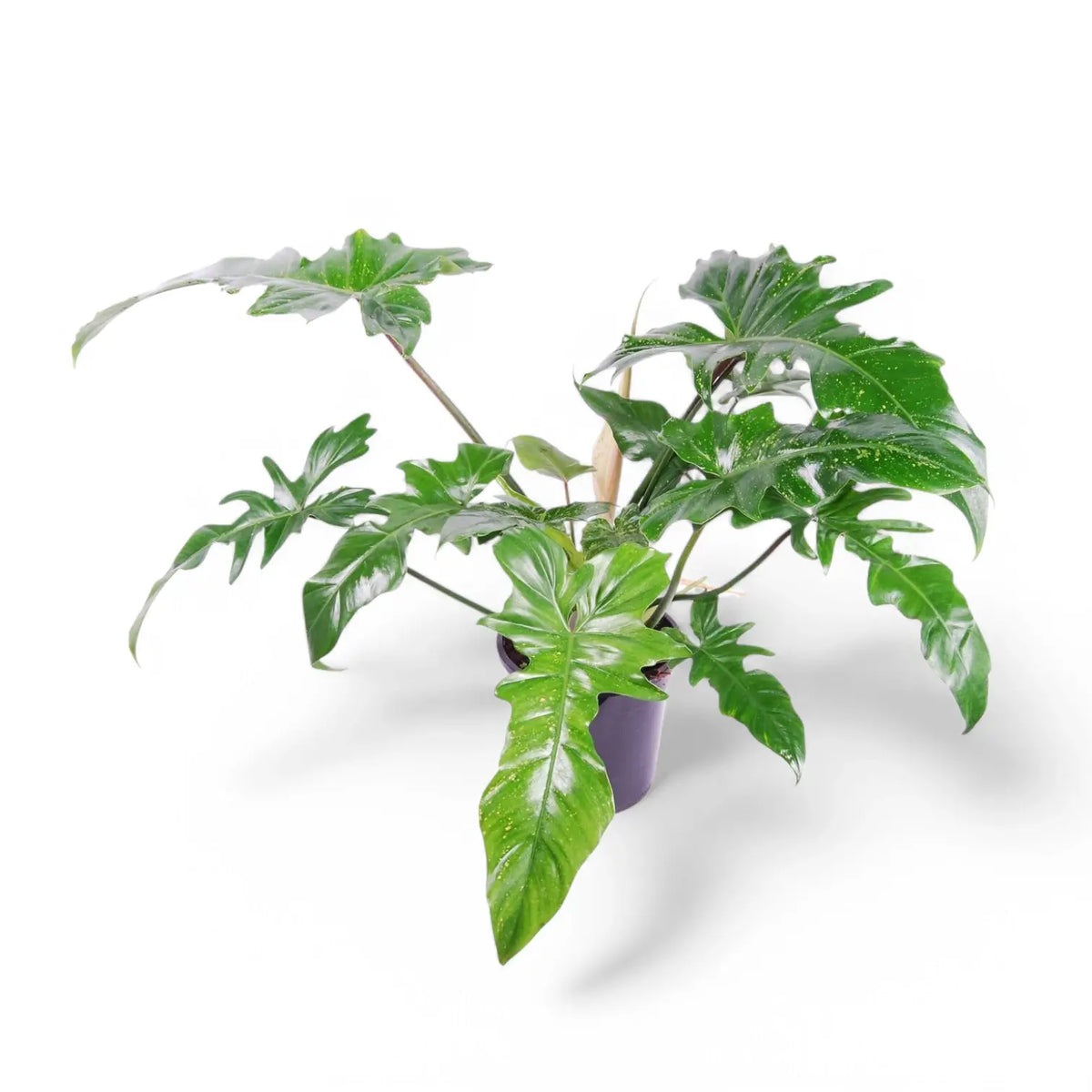 Philodendron 'Golden dragon' ('Lime Fiddle') Zimmerpflanze im Anzuchttopf vor weißem Hintergrund, Produktfoto 5.