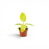 Philodendron Golden Violin baby plant in a nursery pot.