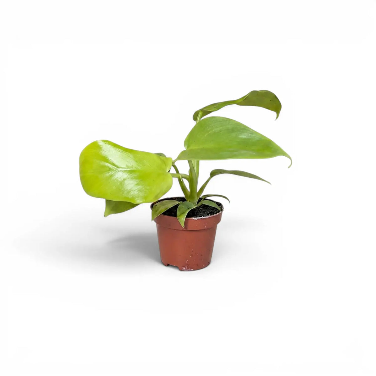 Philodendron Golden Violin baby plant in a nursery pot.