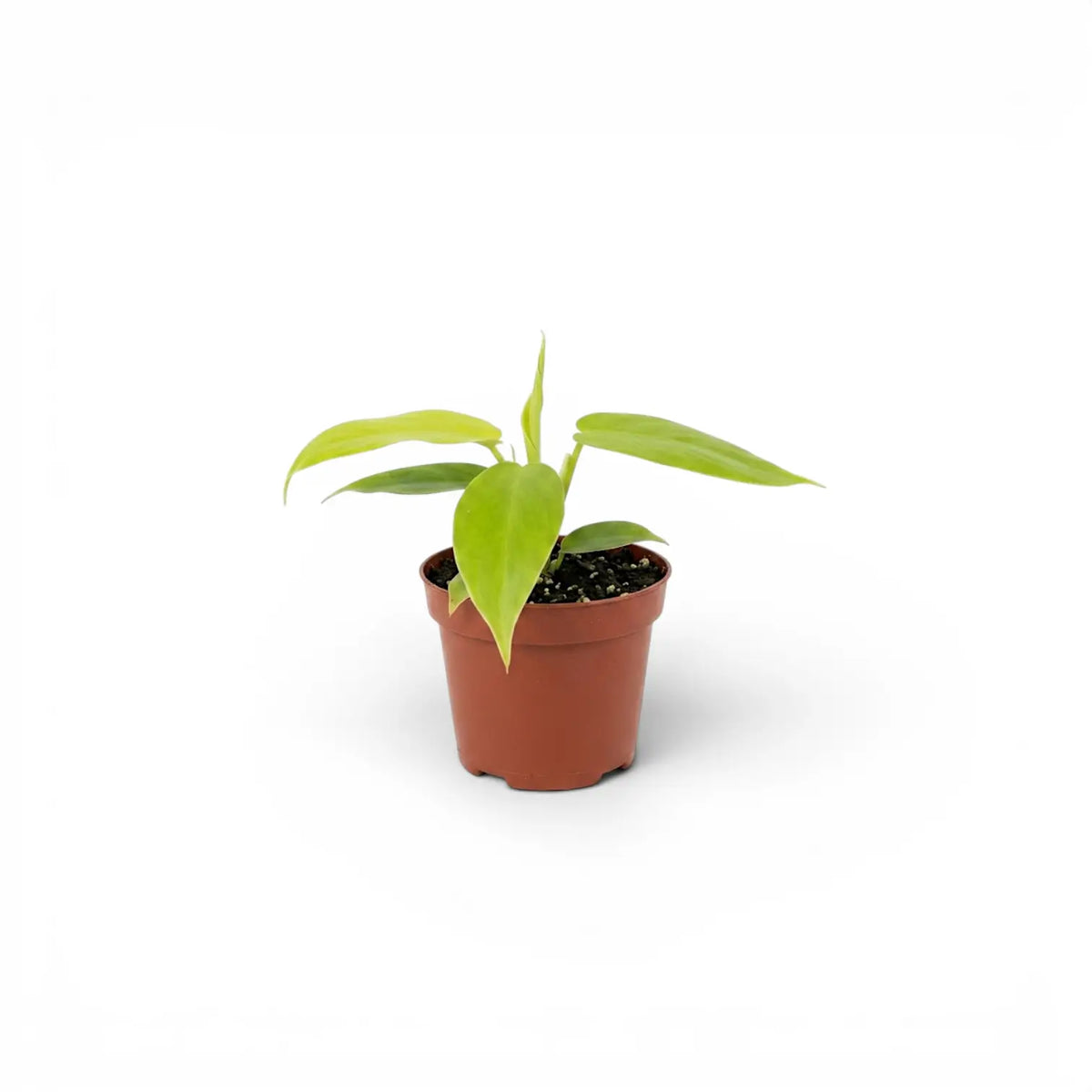Philodendron Golden Violin baby plant in a nursery pot.