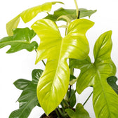 Philodendron Golden Violin foliage close-up with fiddle-shaped green leaves.