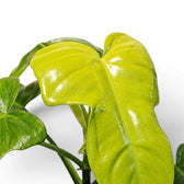 Philodendron Golden Violin foliage close-up with fiddle-shaped green leaves.