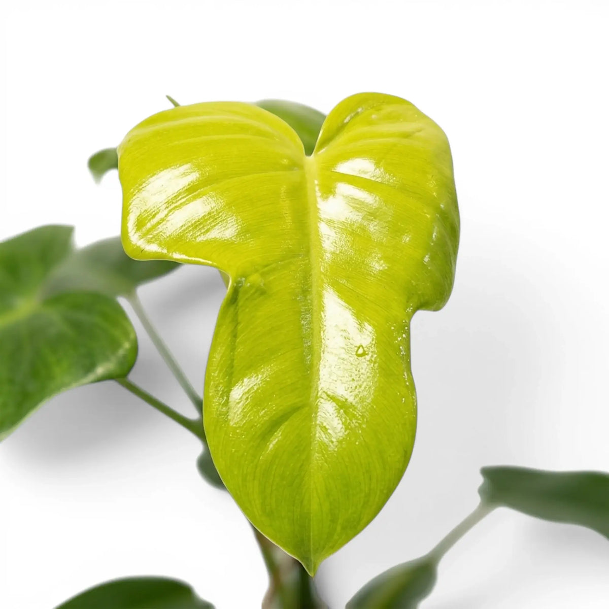 Philodendron Golden Violin foliage close-up with fiddle-shaped green leaves.