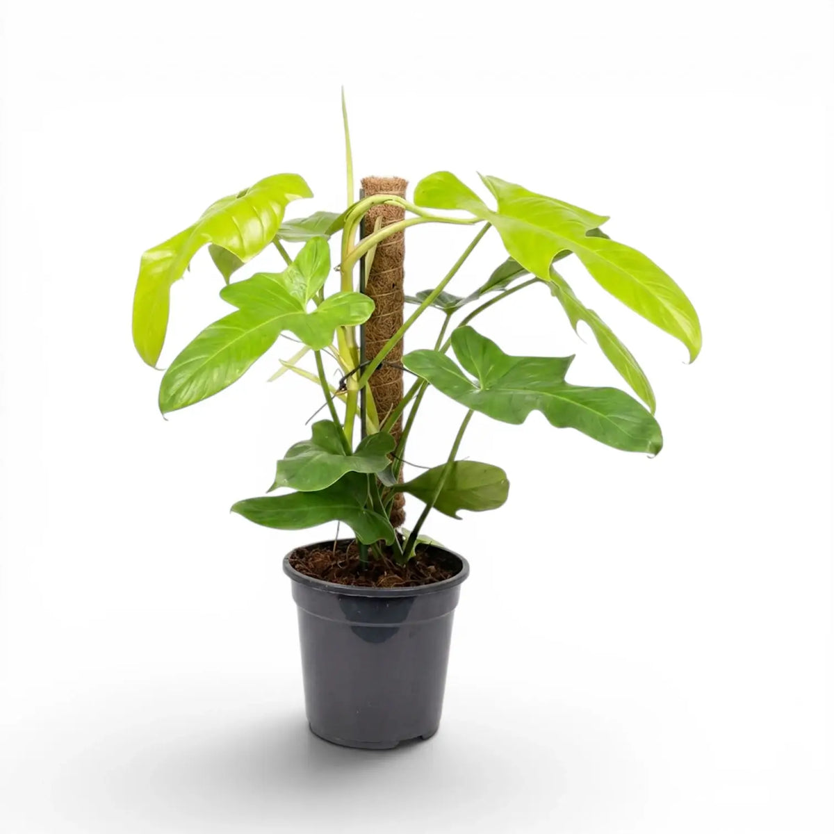 Philodendron Golden Violin large plant in a nursery pot.