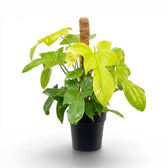 Philodendron Golden Violin large plant in a nursery pot.