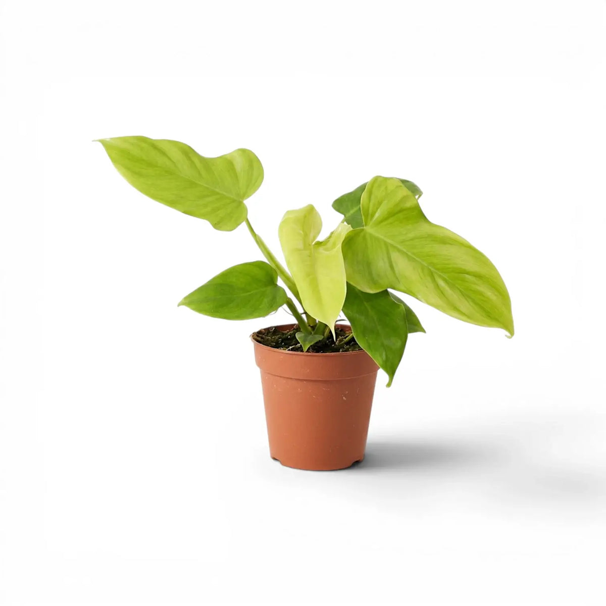 Philodendron Golden Violin plant in a nursery pot.