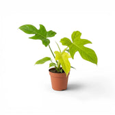 Philodendron Golden Violin plant in a nursery pot.