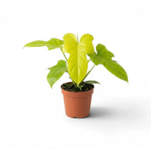 Philodendron Golden Violin plant in a nursery pot.