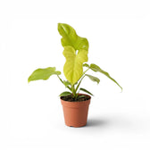 Philodendron Golden Violin plant in a nursery pot.