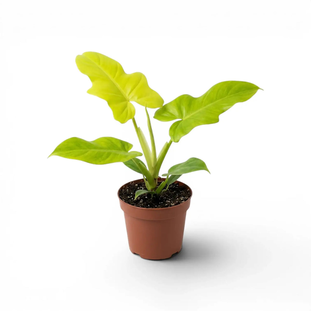 Philodendron Golden Violin plant in a nursery pot.