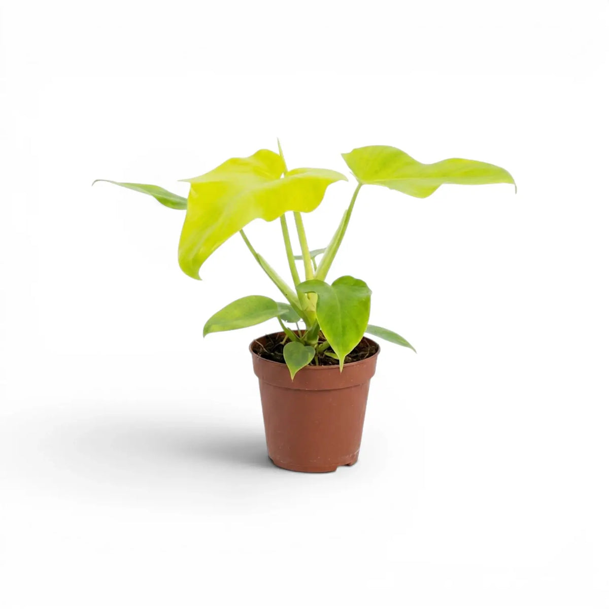 Philodendron Golden Violin plant in a nursery pot.