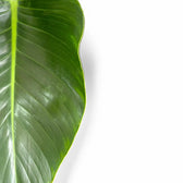 Philodendron 'Green beauty' close-up of leaf on white background.
