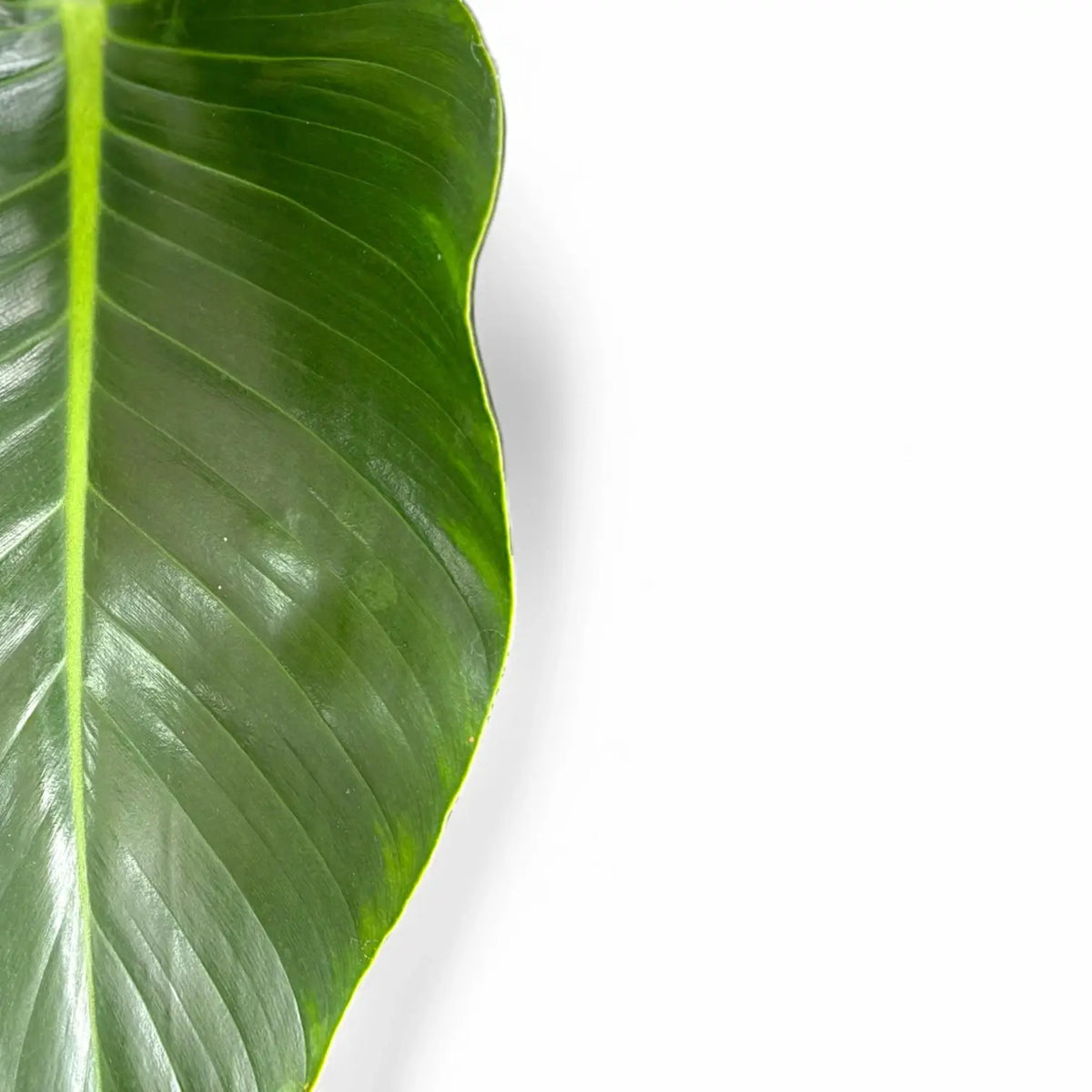 Philodendron 'Green beauty' leaf close-up on white background.
